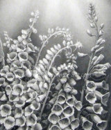 'The Robin, The Foxglove and The Star' (Detail)