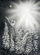 'The Robin,The Foxglove and The Star'