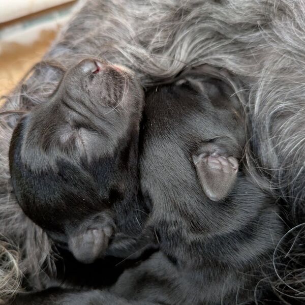 The 'B' litter