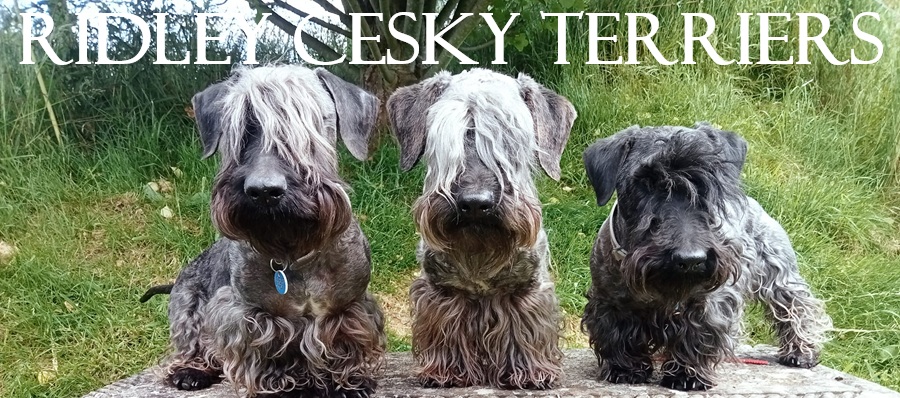 Ridley Cesky Terriers