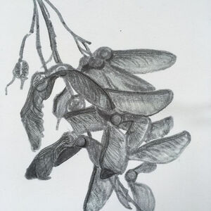 Sycamore helicopters