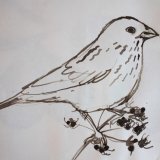 Corn Bunting