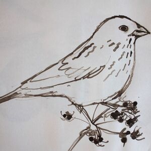 Corn Bunting