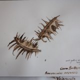 Corn Buttercup seeds