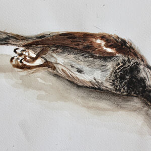 Fallen Sparrow