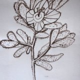 Fingered Speedwell