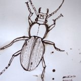 Necklace Ground Beetle