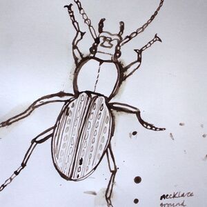 Necklace Ground Beetle