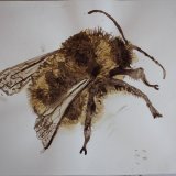 Shrill Carder Bee