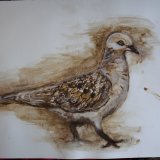 Turtle Dove