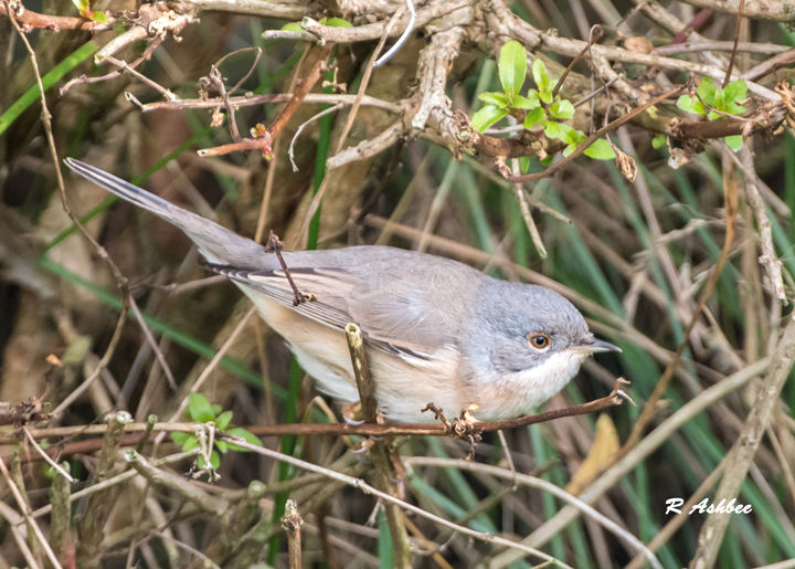 Subalpine Warbler