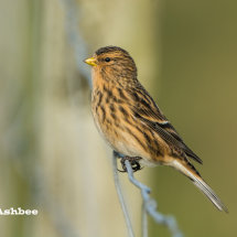 Twite