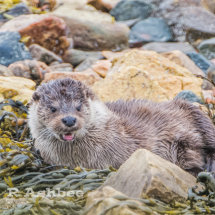 Otter