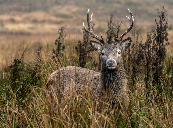 1st Alert in the Moorland - Graeme Pattison