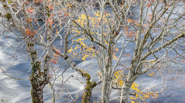 1st Autumn Flow - Tony Wright