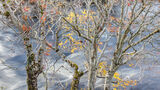 1st Autumn Flow - Tony Wright