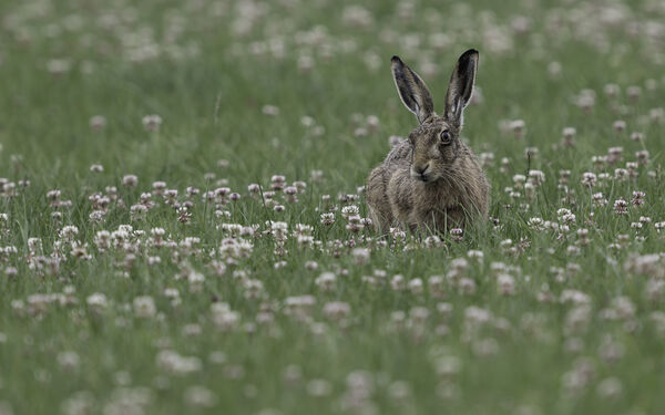 1st Hare in the meadow - Richard Booth
