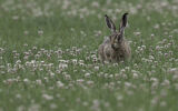 1st Hare in the meadow - Richard Booth