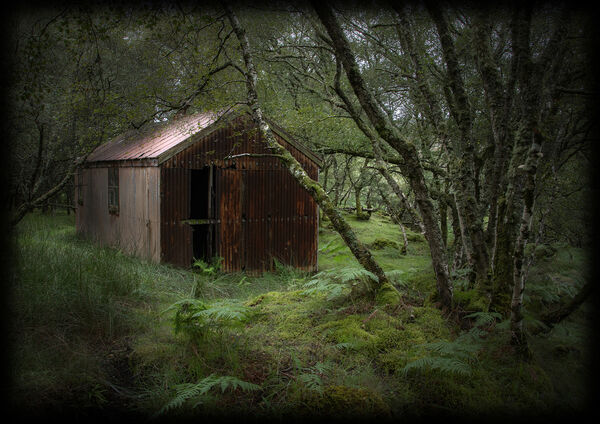 1st Hidden in the Woods - Lynn Kerr