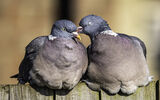 1st Lovebirds - Richard Booth
