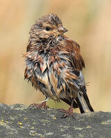 1st Meadow Pipit Wet - John Turner
