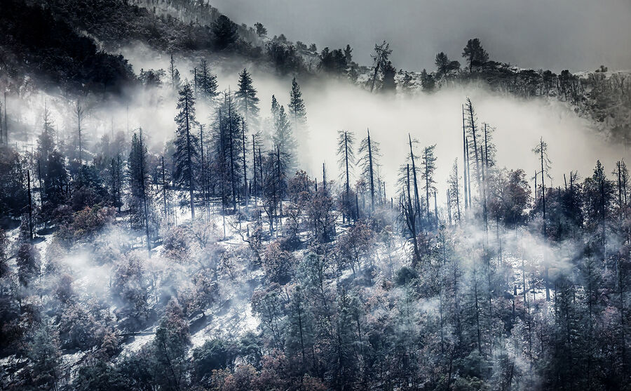 1st  Through the Winter Fog - David Jackson