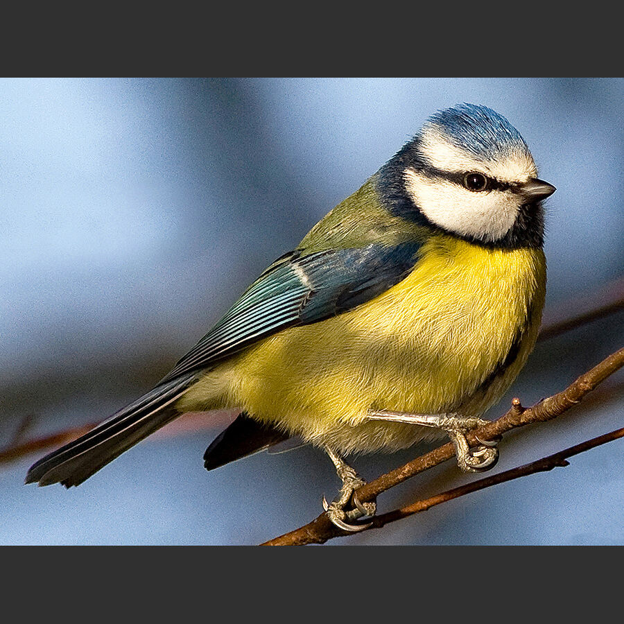 2ND Blue Tit - John Turner