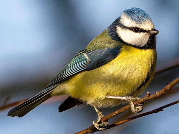 2ND Blue Tit - John Turner