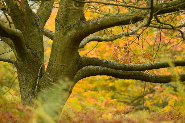 2nd Autumn Bokeh - Richard Booth