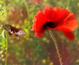 2nd Dance with me - Mavis McCormick