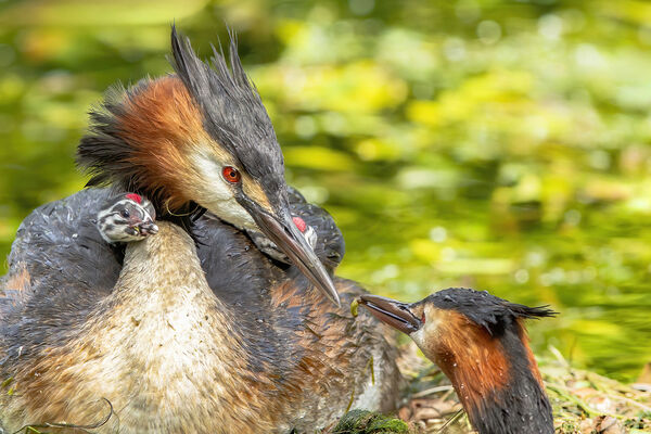 2nd Proud Parents - George Sudlow