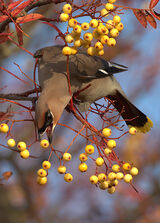 2nd Waxwing - George Sudlow