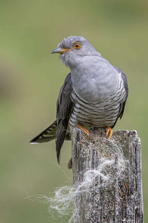 3rd Cuckoo - George Sudlow