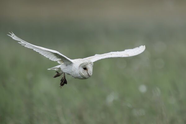 3rd Flying home with supper - Richard Booth