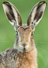 3rd Hare - George Sudlow