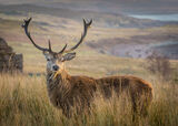 3rd Highland Stag - Tony Wright