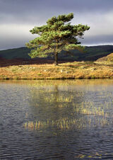 3rd Kelly Tarn - Lynn Kerr