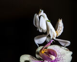 3rd Pray - Andrew Steel