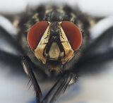 3rd The Eyes Have It - Peter Burnham