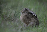 3rd Young hare - Richard Booth