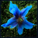 HC Meconopsis : Harry Wilkinson