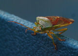 4th Shield Bug - Peter Burnham