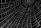 Com Spider's Web : Joan Robinson