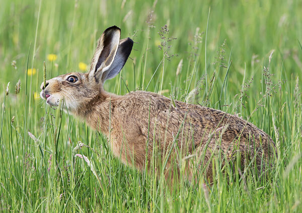 AMBLE 04  Hungry Hare.jpg