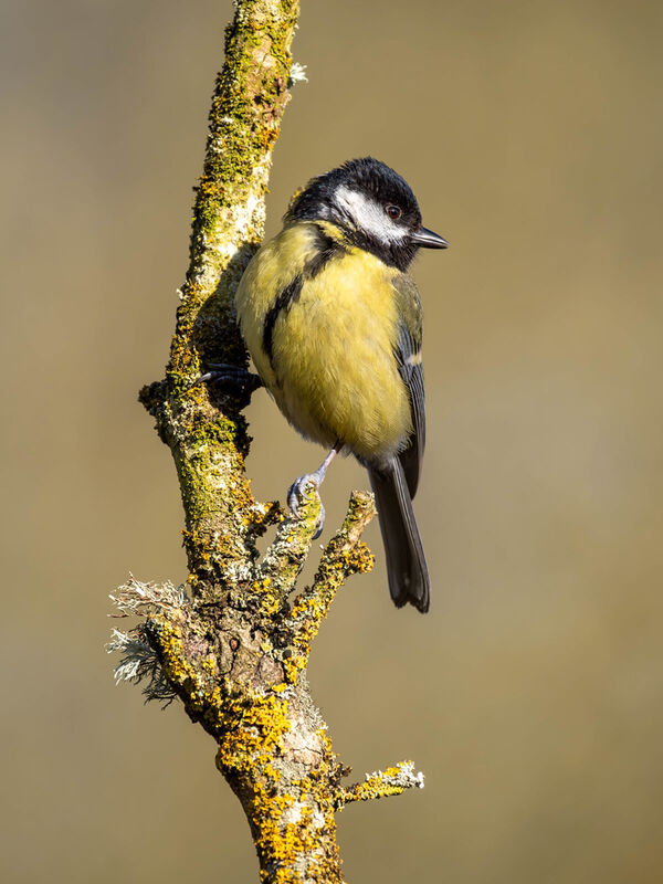 AMBLE 07  Is this my best side
