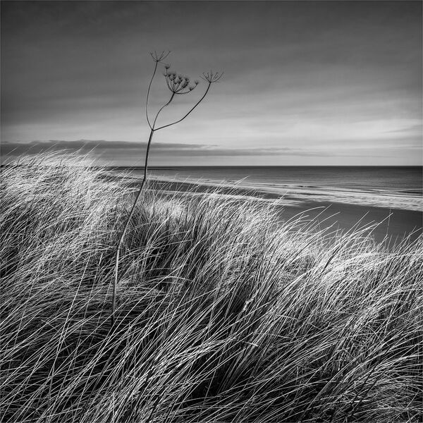 AMBLE 08   Last Dance.jpg