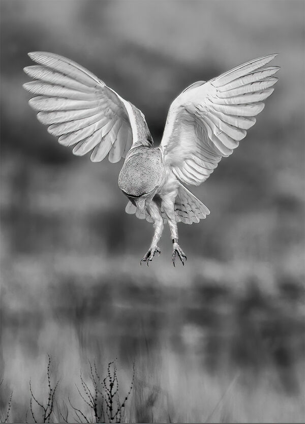 AMBLE 12  Hunting Barn Owl
