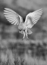 AMBLE 12  Hunting Barn Owl
