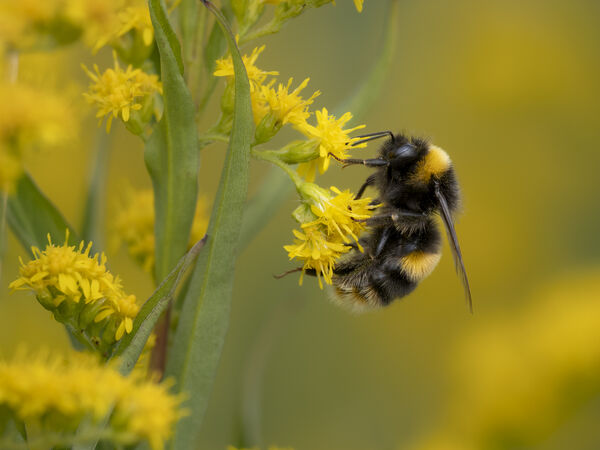 AMBLE 16 Bee feast.jpg