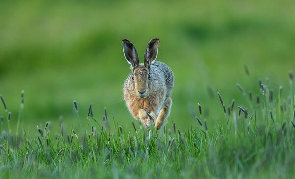 AMBLE 23 HAREBOURNE.jpg